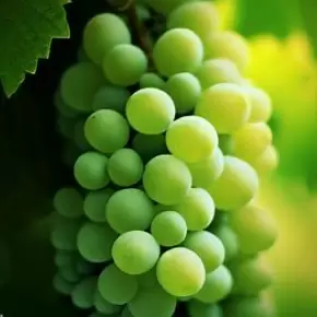 Совиньон Блан